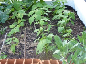 French beans 14/4/11