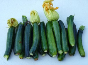 Zucchinis rescued from jungle
