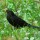 Blackbirds In Portugal Are Once Again "Under Fire"