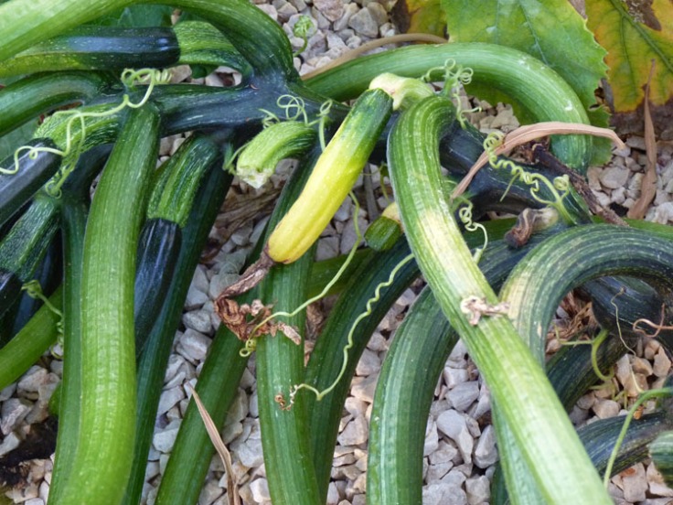 Zucchini rotting as they grow