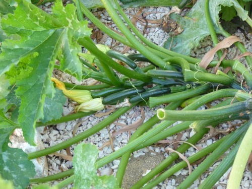 problems with mold on squash | Piglet in Portugal