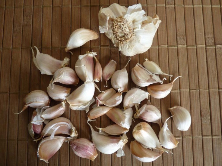 November (2010), I divided up heads of garlic and planted the cloves in several large pots.