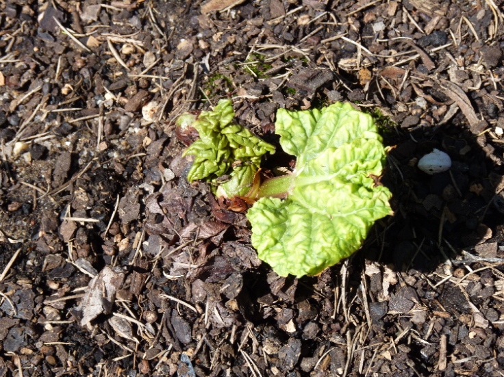 Rhubarb shoots peeping through the soil