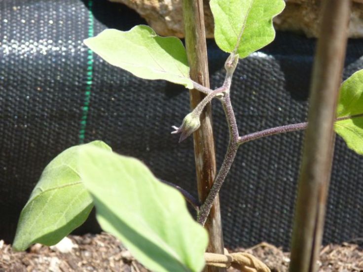 Aubergine seedling planted 16th June