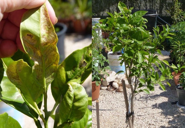 Insect "burrowing" in leaves of orange tree