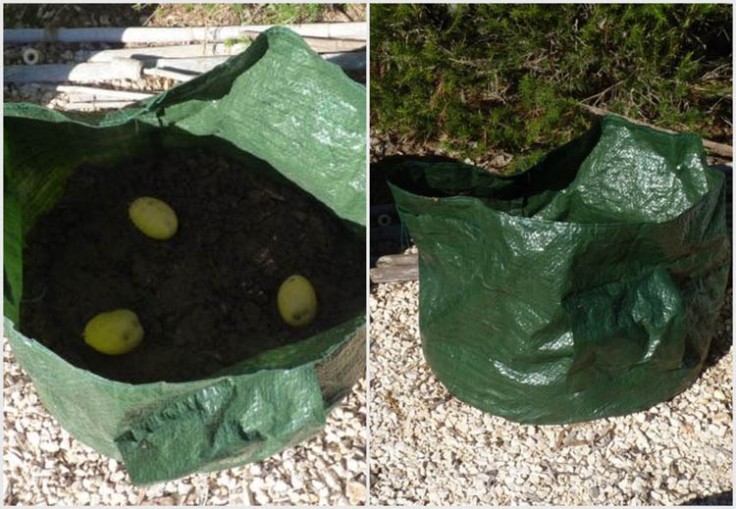 Growing potatoes in bag