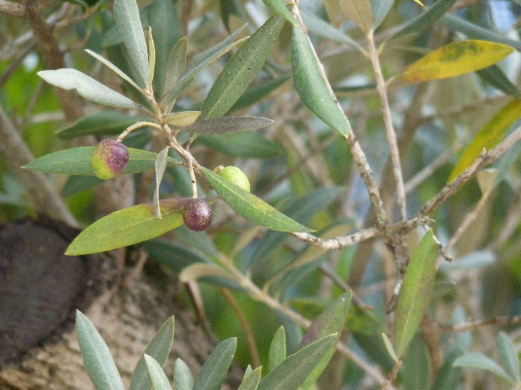 Olives in December