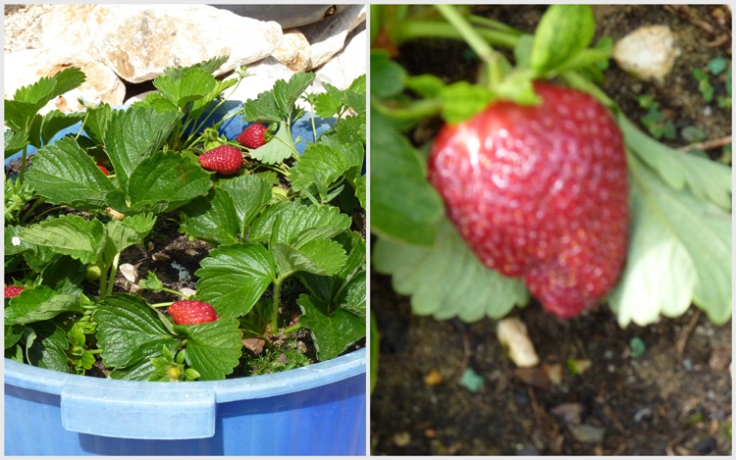 Strawberries growing in pot