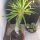 Pachypodium Lamerei - Madagascar Cactus Palm