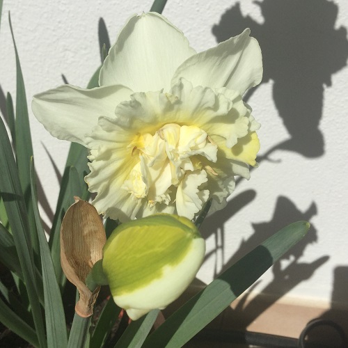 Daffodils Growing in Pots (March)