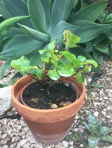 Growing Hydrangea in a Container
