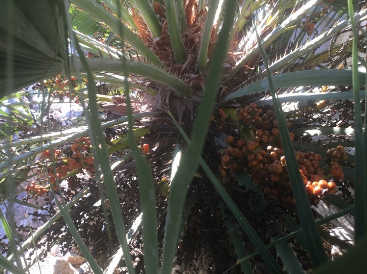 Mediterranean Fan Palm, Chamaerops humilis