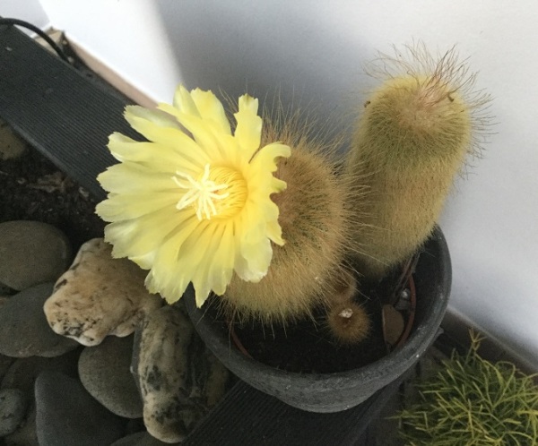 Parodia leninghausii (Yellow Tower) Cacti in Flower