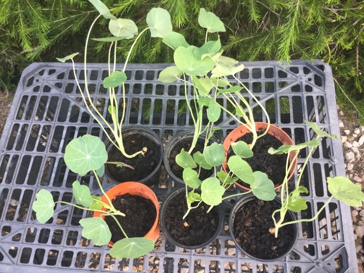 Nasturtium Seedlings