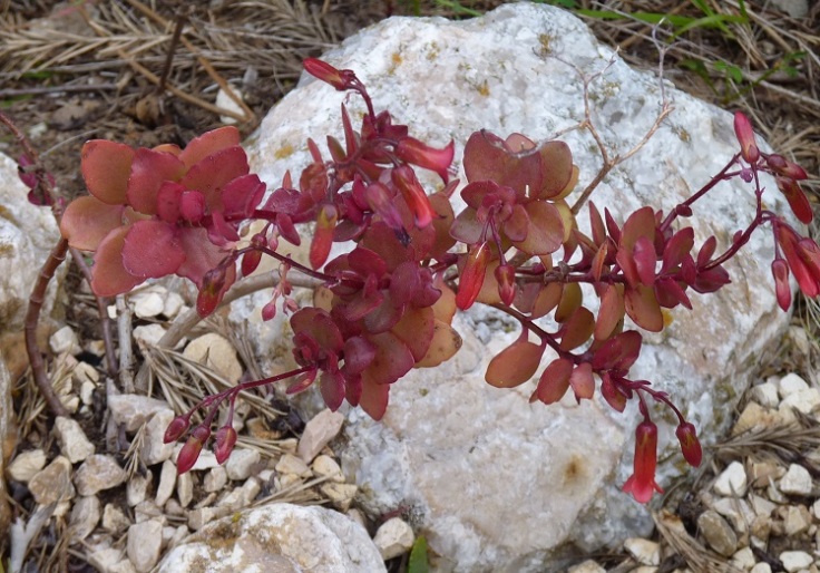 red leaved succulent with red flowers