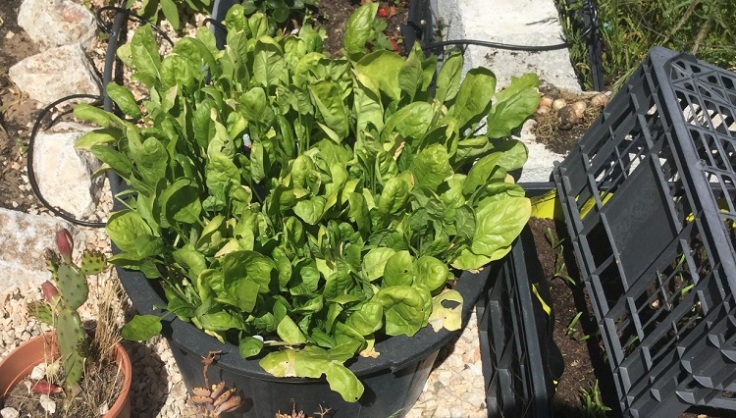 Spinach growing in pot