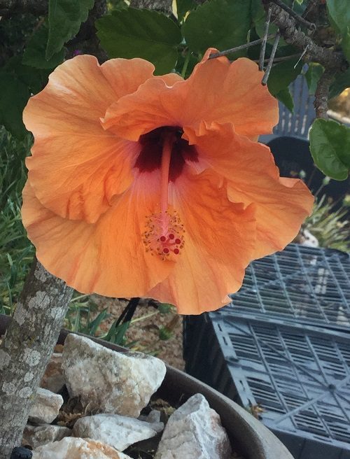 Orange Hibiscus growing in pot