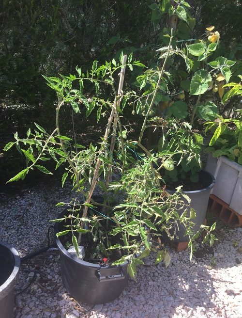 Tomato plants with leaf curl