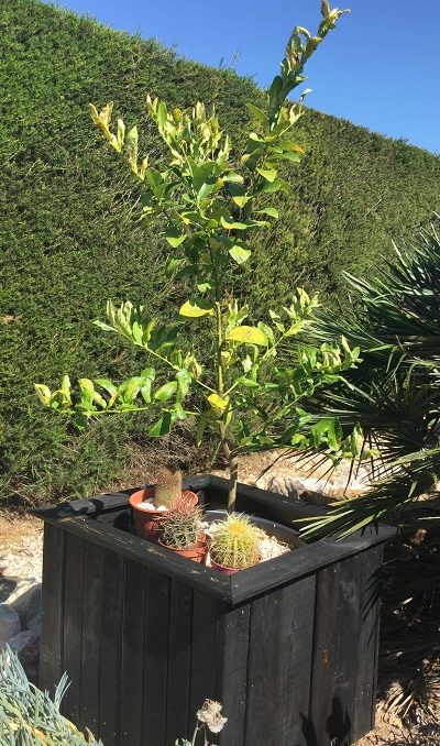 Lime tree growing in container