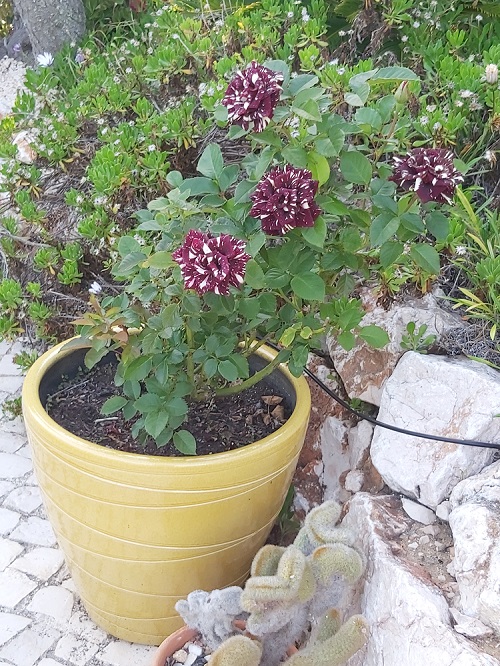 abracadabra rose growing in a pot