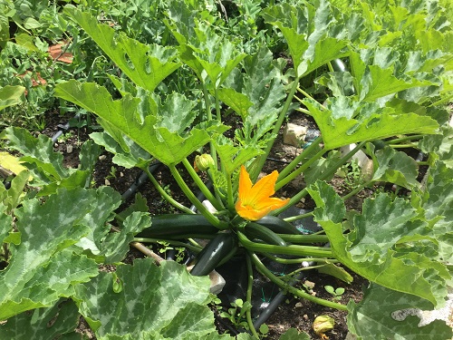 courgette flower