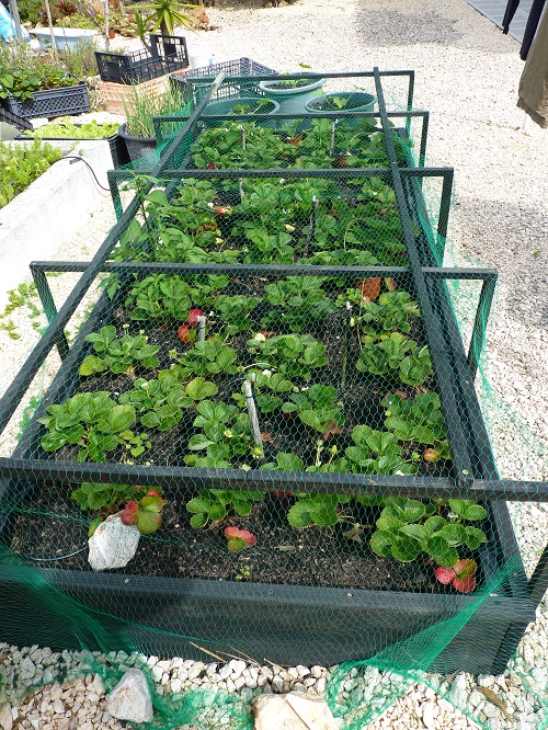 Raised Strawberry bed