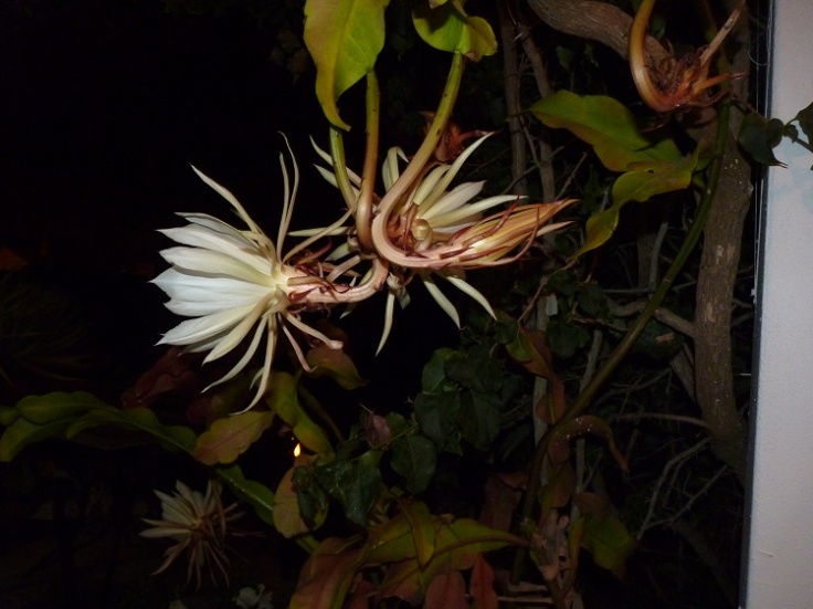 Epiphyllum Oxypetalum (Queen Of The Night)