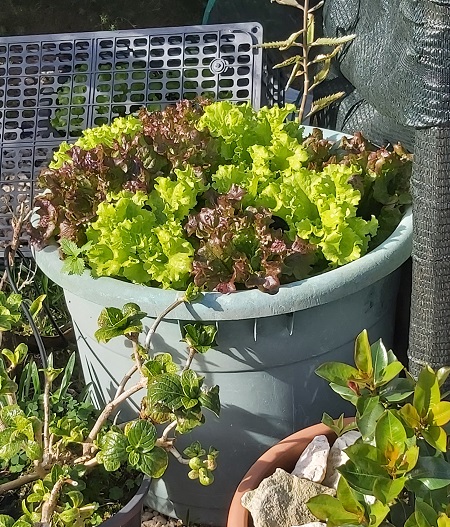 January Lettuce growing in a Pot