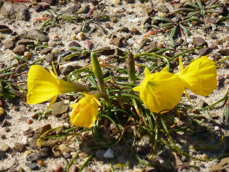 Narcissus bulbocodium L, Campainhas-do-monte, Cuckos or Hoop Petticoat Daffodil