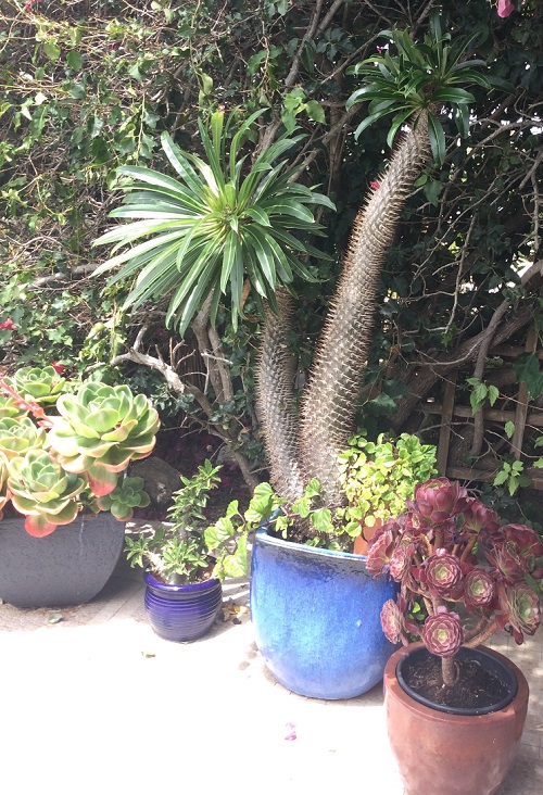 Madagascar Cactus Palm growing in a pot (Beaucarnea recurvata)