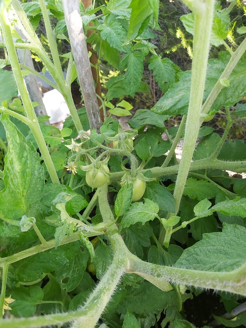 Cacho Plum Tomatoes