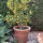 Growing Kumquat Trees in Pots