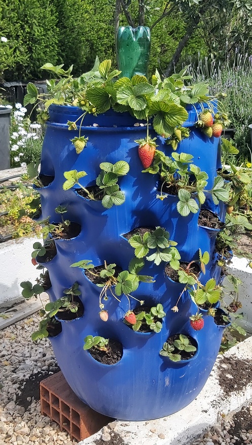 Vertical Strawberrry Planter