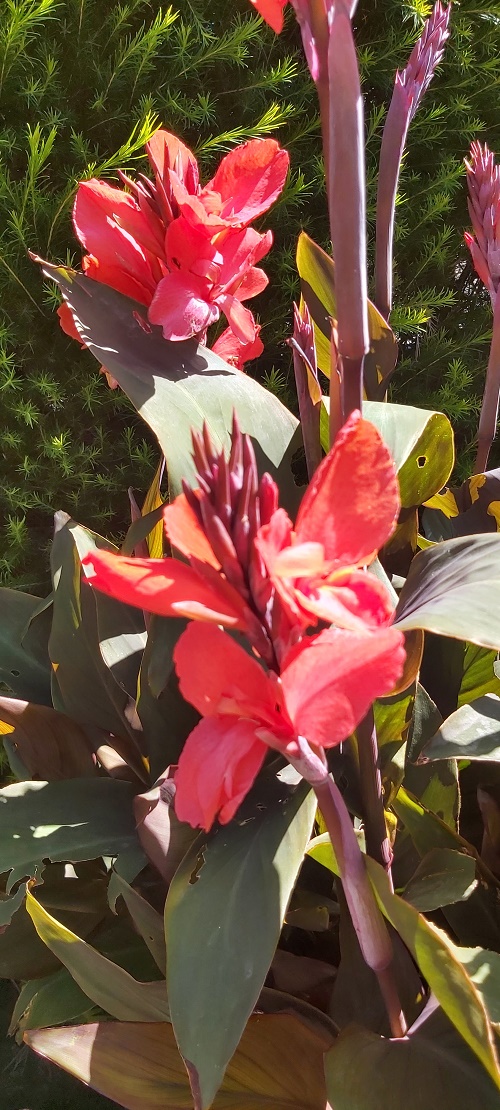 Red Canna growing in a pot